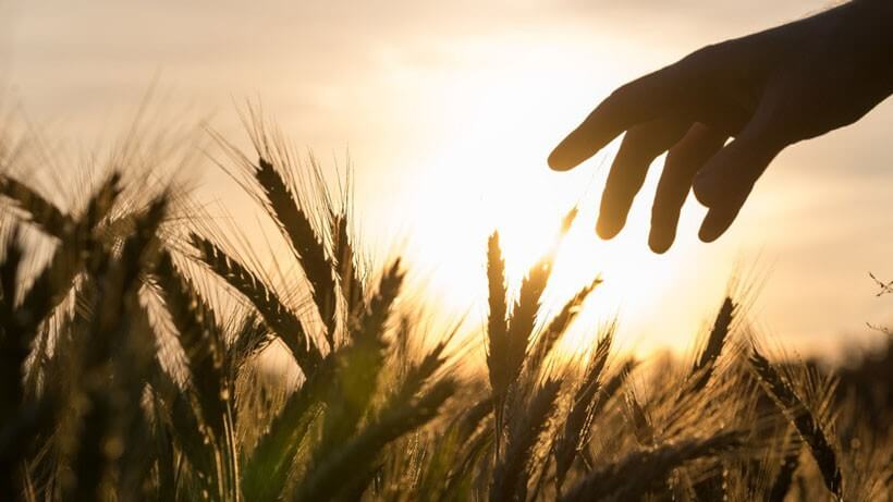 Avec l’AMAP, savourez des aliments sains cultivés par des fermiers locaux