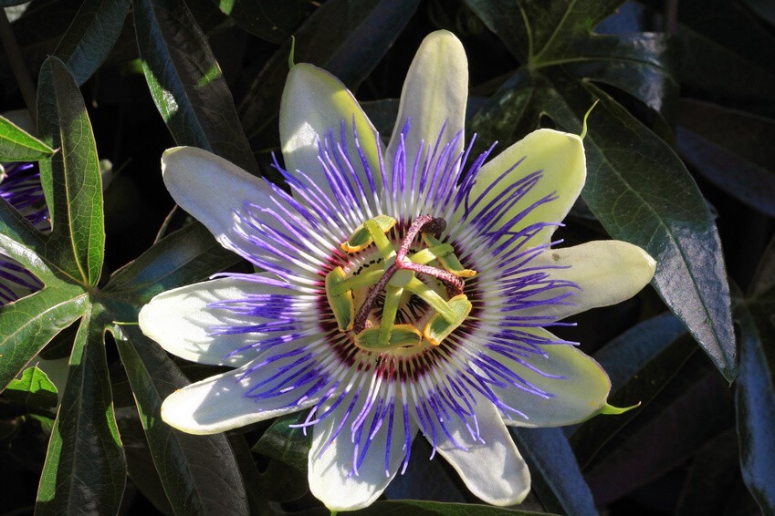 Conseil de Bastien : comment favoriser le sommeil par les plantes