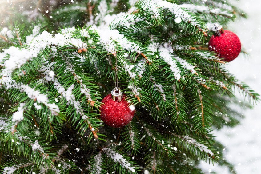 Conseil de Bastien : comment je choisis un sapin en bon écolo
