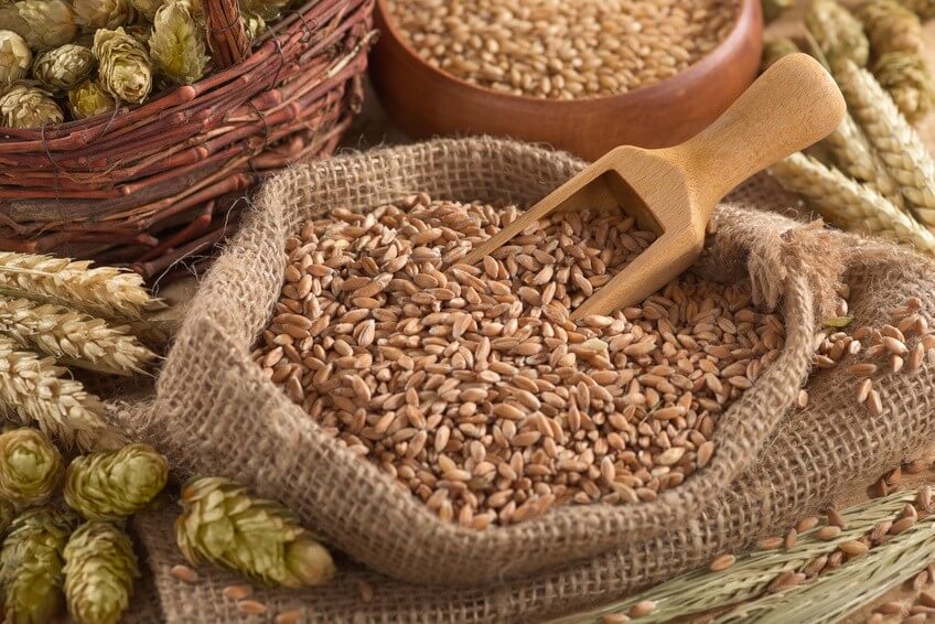 Les céréales, pour faire le plein de glucides et de protéines