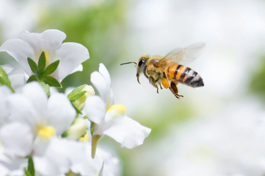 Conseil de Bastien pour semer des plantes mellifères au jardin