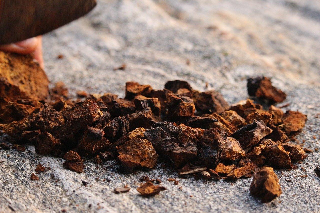 Conseil de Bastien : le chaga, ce champignon super-aliment