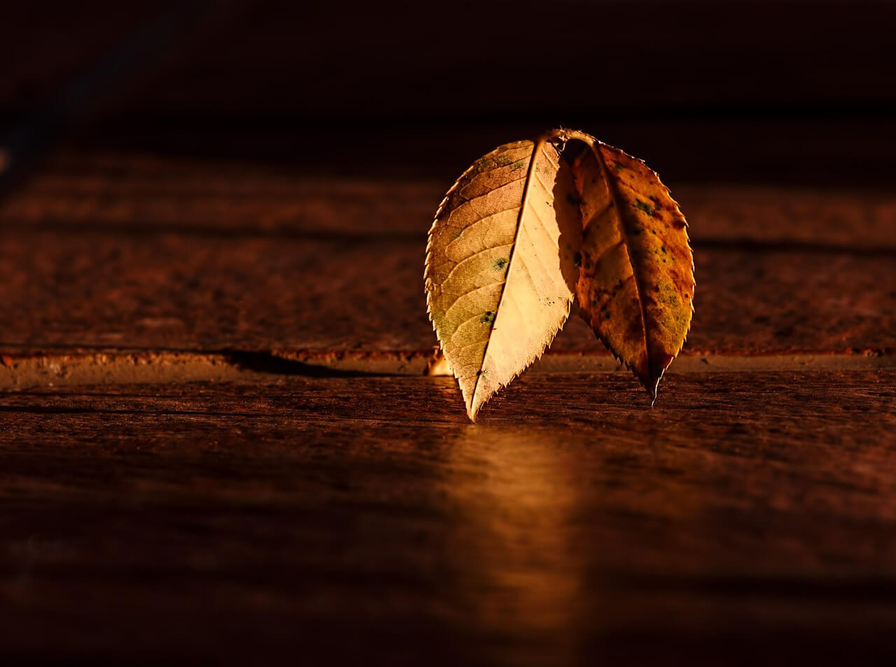 3 astuces naturelles pour une belle peau en automne