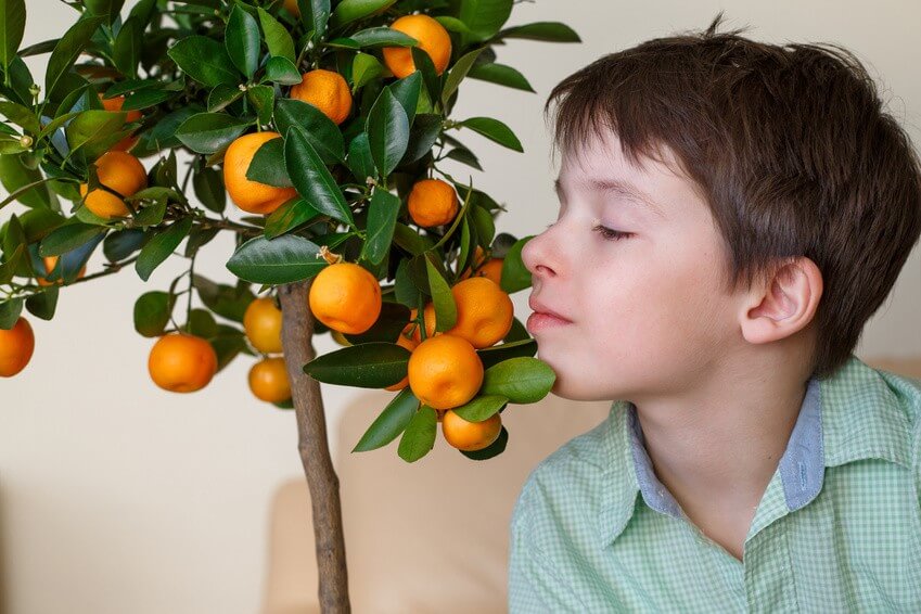 Planter des arbres fruitiers en appartement, c’est possible !