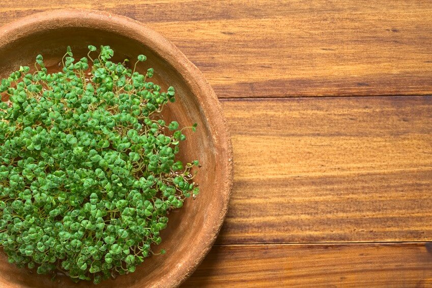 Le top cinq des graines germées pour leurs bienfaits nutritifs