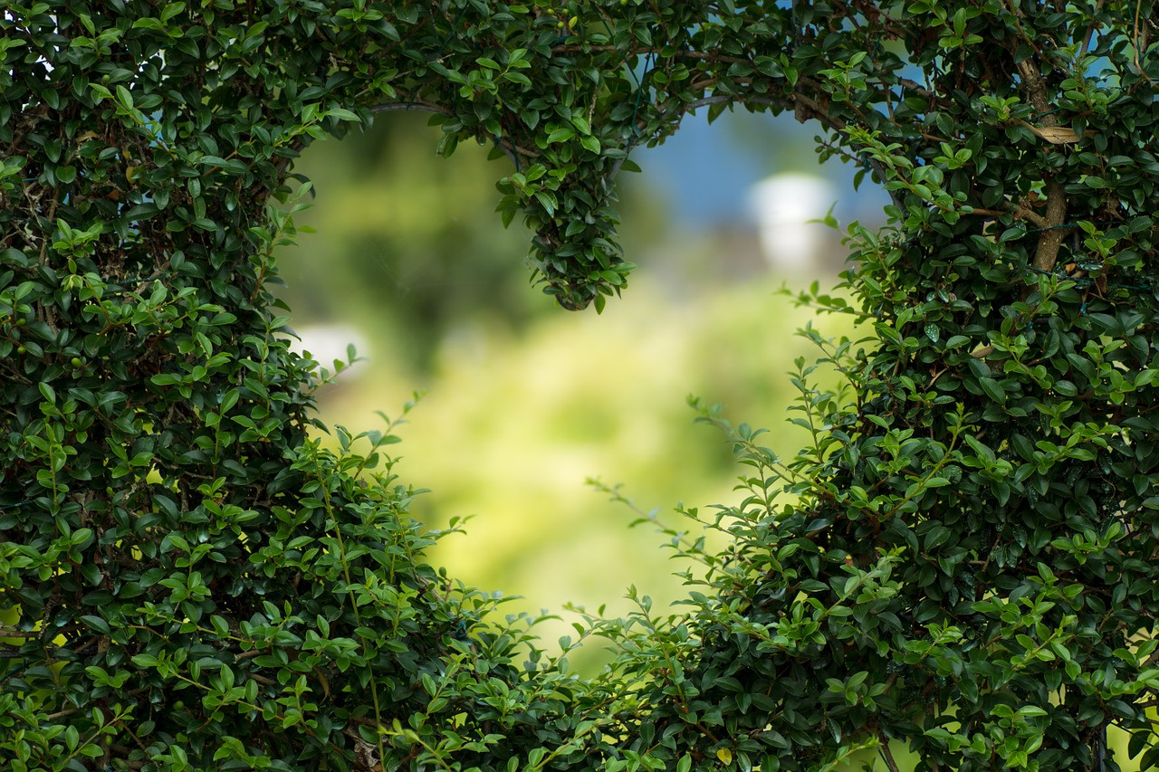 Conseil de Bastien : je soigne ma déprime avec les plantes !