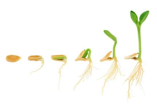 germination